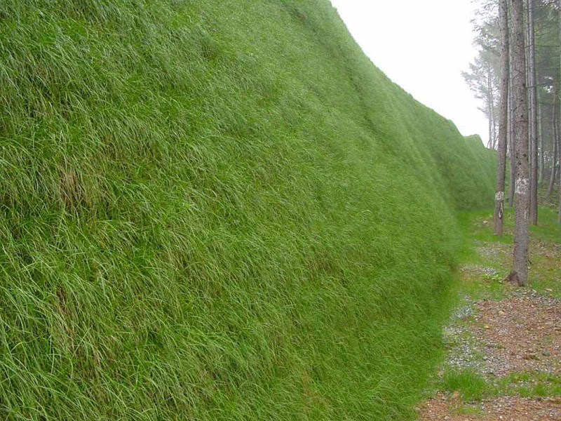 北京噴播植草完工